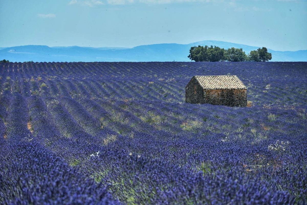 A stone hut standing among rows of flowering lavender on the Valensole plateau.
