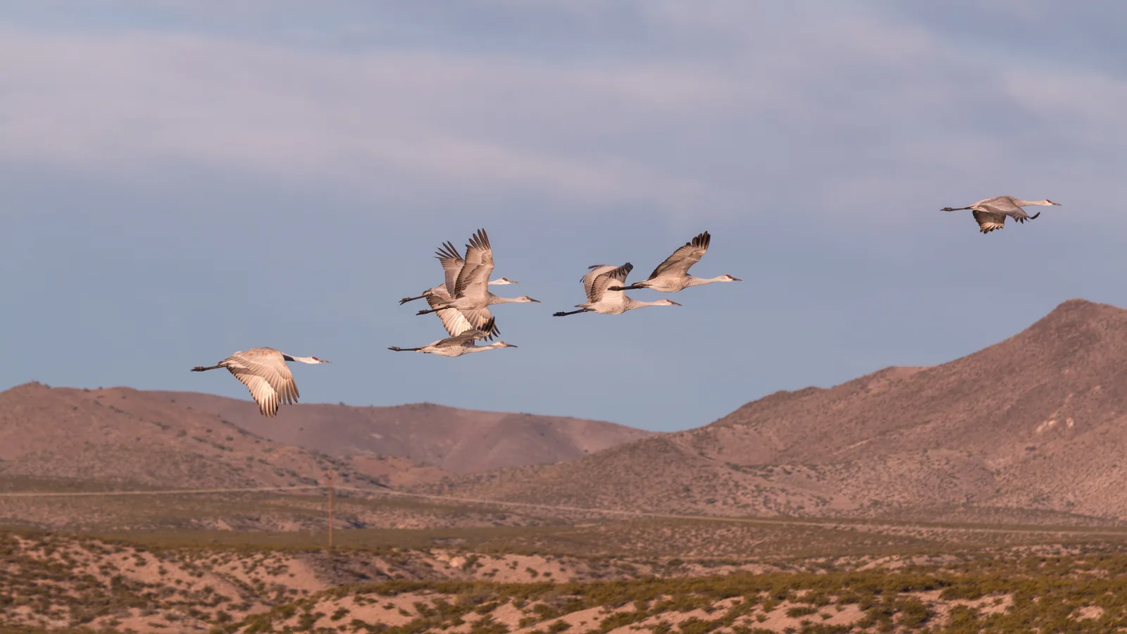 Flock of cranes flying over an open mountain habitat.